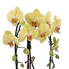 Orchidee Yellow Togo