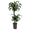 Dracaena Dorado 2-stam - hydrocultuur