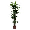 Dracaena Janet Craig 4-stam - hydrocultuur