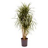 Dracaena Marginata vertakt - hydrocultuur