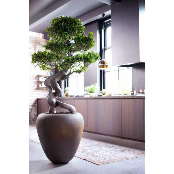 Ficus Microcarpa Compacta - hydrocultuur