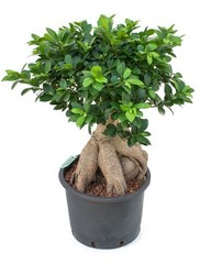 Ficus - Hydrocultuur