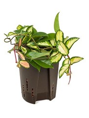 Hoya - Hydrocultuur