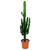 Cactus Euphorbia Large