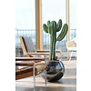 Cactus Euphorbia Large