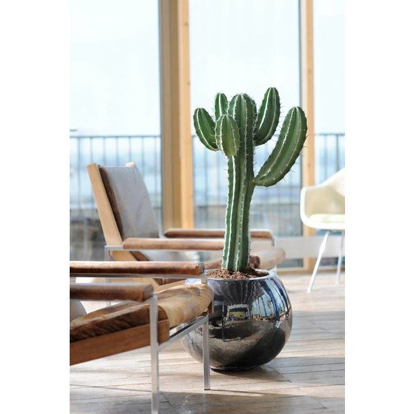Cactus Euphorbia Large