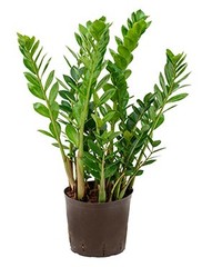Zamioculcas - Hydrocultuur