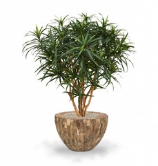 Kunstplanten
