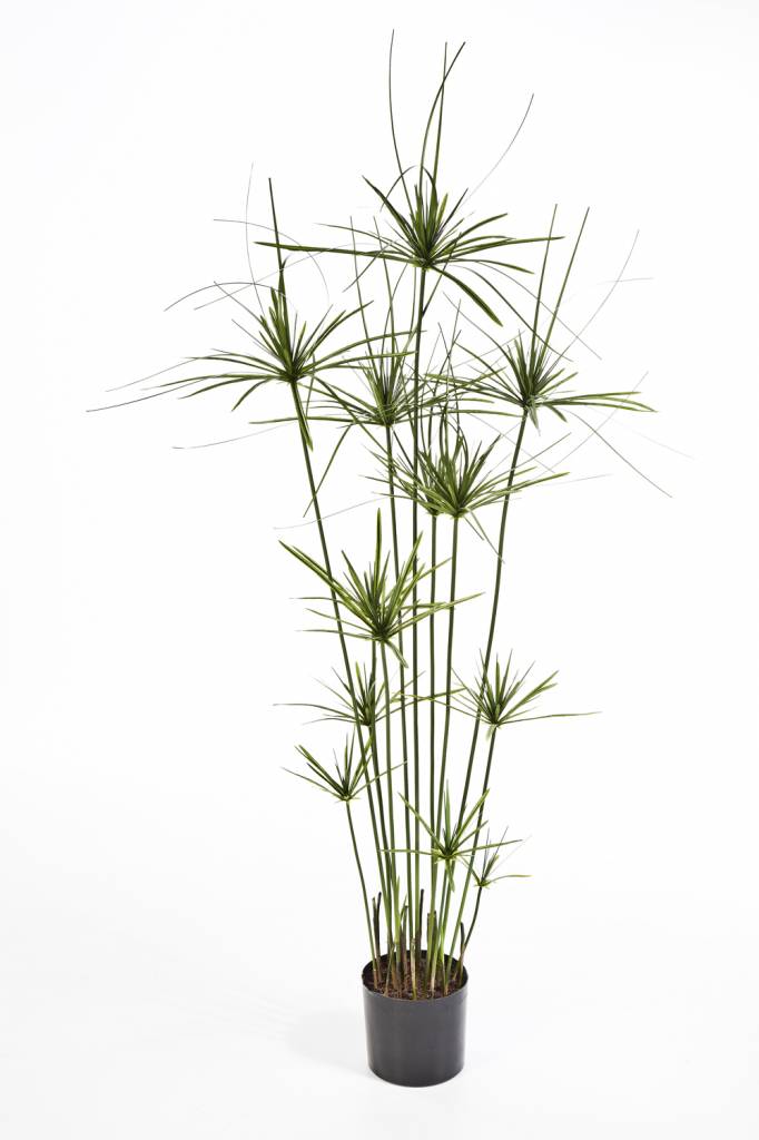 Papyrus Tree - kunstplant eenvoudig en snel online bestellen? | Fleur.nl