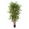 Dracaena Surculosa Tree - kunstplant