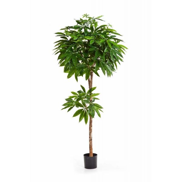 Pachira - kunstplant