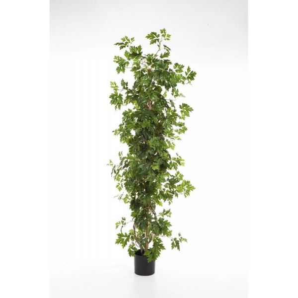 Cissus Plant - kunstplant