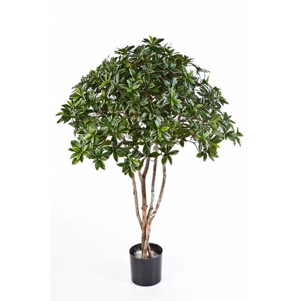 Euonymus Japonicus - kunstplant