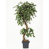 Ficus Corkscrew Exotica - kunstplant