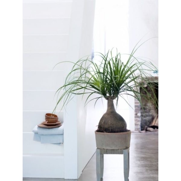 Beaucarnea Recurvata met pot - hydrocultuur