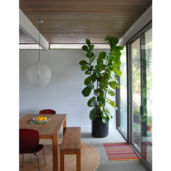 Ficus Lyrata met pot - hydrocultuur
