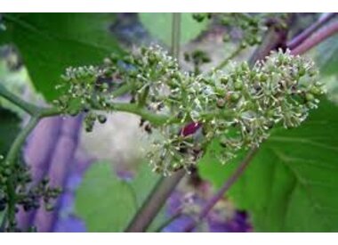 UITZONDERLIJKE PROMOTIES, LENTE / VOORJAAR 1/4/2026-1/5/26 >> GRATIS FLESSEN...BIJ BESTELLEN TOTAAL AANTAL FLESSEN INVULLEN AUB (6+1=7 FL)