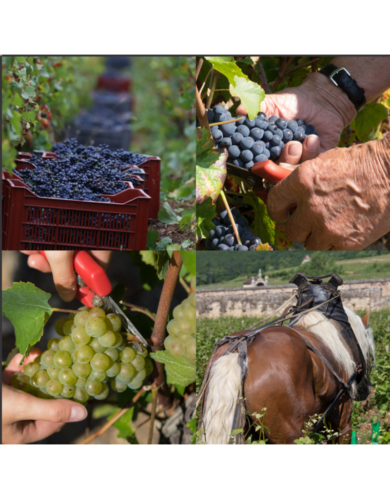 BOURGOGNE HAUTES COTES DE BEAUNE rood Nuitton Beaunoy 2022
