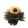 10 theebloemen Charming Purple + bewaarzak + gratis kaarrje