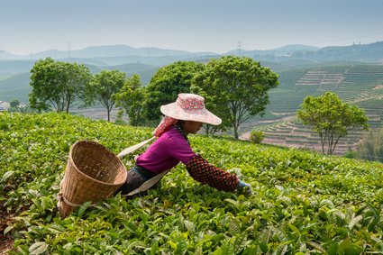 Groene thee Earl Grey Lady