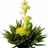 10 theebloemen Temptation Gold + bewaarzak + gratis kaartje