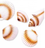 Schelpen decoratie hawaii pvc