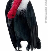 Aasgier met lange nek 26cm