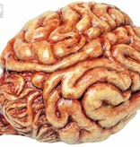 Decoratieve hersenen