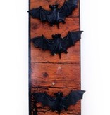 Vleermuis 4 op kaart