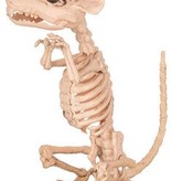 Rat Skelet