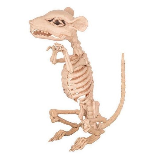 Rat Skelet
