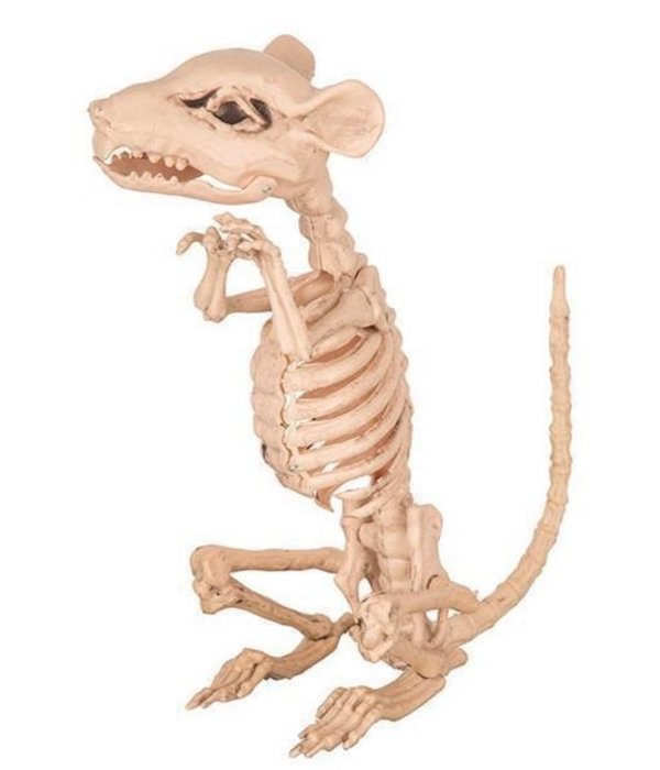 Rat Skelet