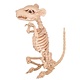 Rat Skelet