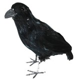 Zwarte kraai 34cm