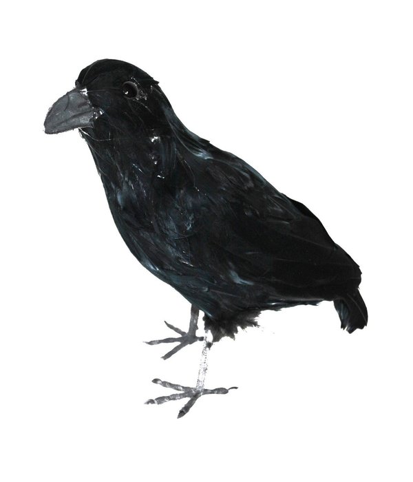 Zwarte kraai 34cm