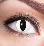 Katten lenzen wit 1 Maand