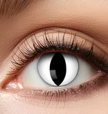 Katten lenzen wit 3 Maanden