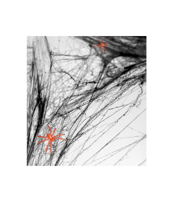 Spinnenweb Halloween Met 2 Spinnen Zwart