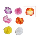 Haarbloem op kam Oranje