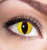 Partylenzen Yellow Cat 1 Maand