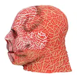 Latex hoofdmasker Creep