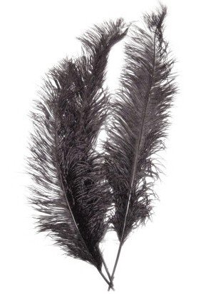 Spadonis zwart