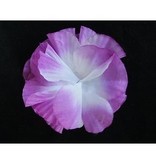 Bloem op kam Paars Wit