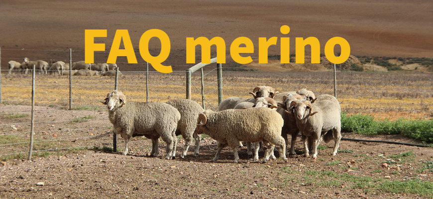 Wat is merino wol?