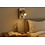 Licht &  Wonen/ Artdelight Wall spotlight Megano