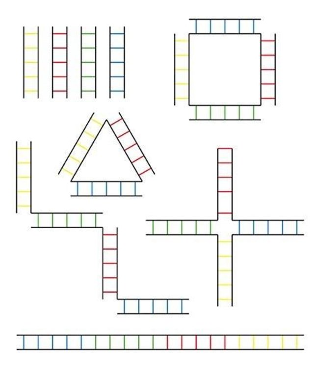 RAM Rugby Technique Échelle de mouvement - Quad