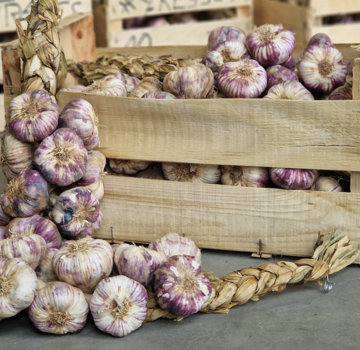 Franse gevlochten Knoflook strengen
