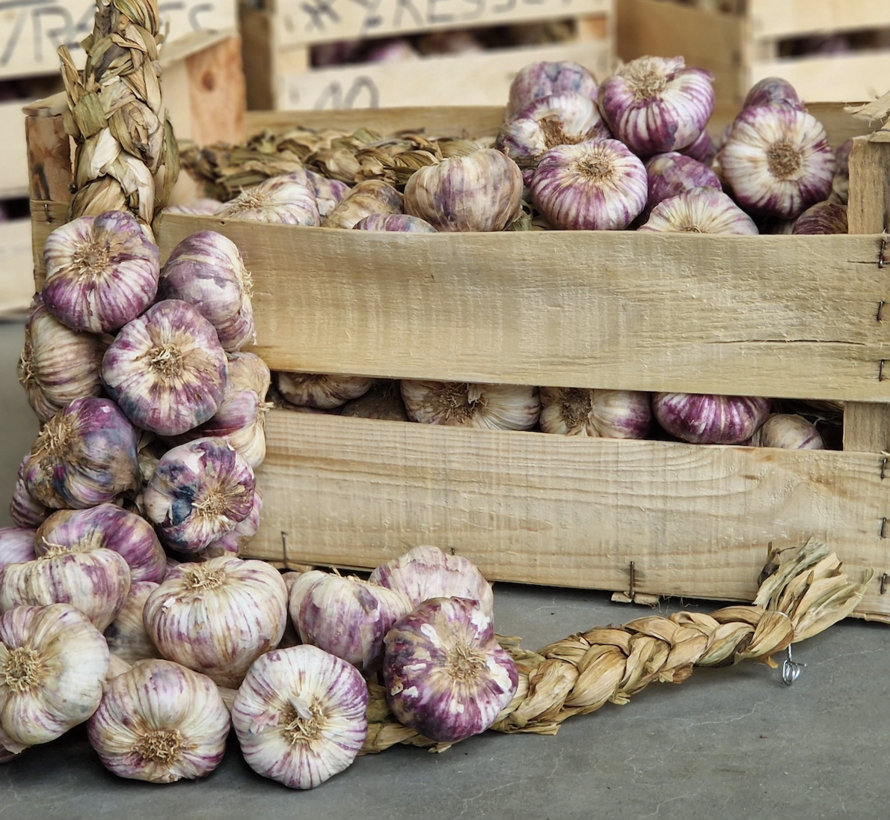 Franse gevlochten Knoflook strengen