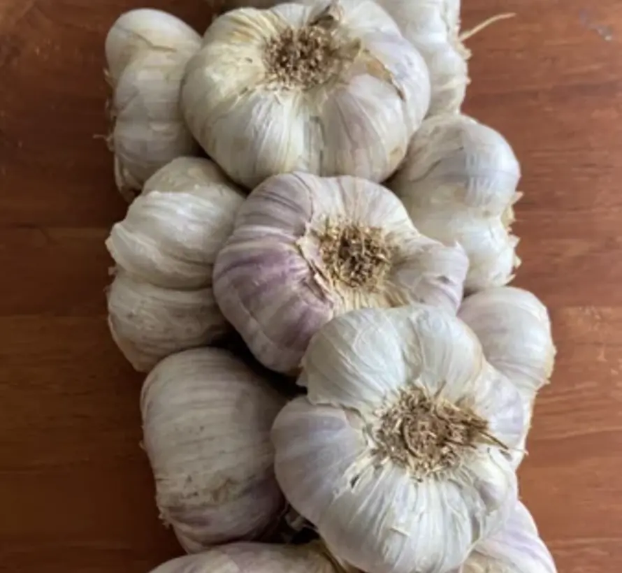 Franse gevlochten Knoflook strengen