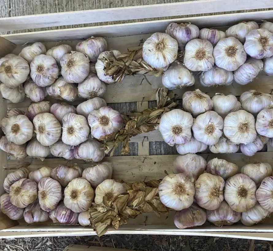 Franse gevlochten Knoflook strengen